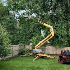 Best Tree Removal  in Ilion, NY