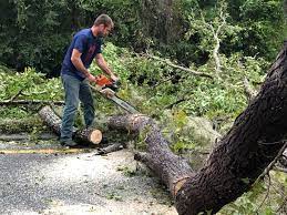 Best Palm Tree Trimming  in Ilion, NY