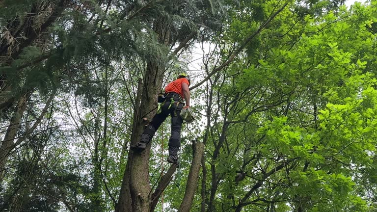  Ilion, NY Tree Removal Pros
