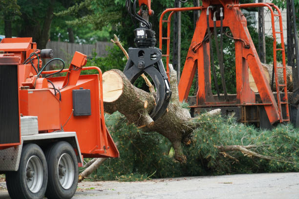 Best Leaf Removal  in Ilion, NY